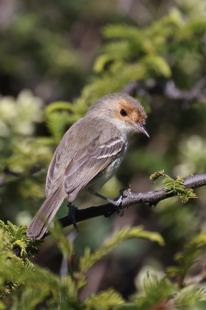 Fulvous-faced Scrub-Tyrant - ML646395880