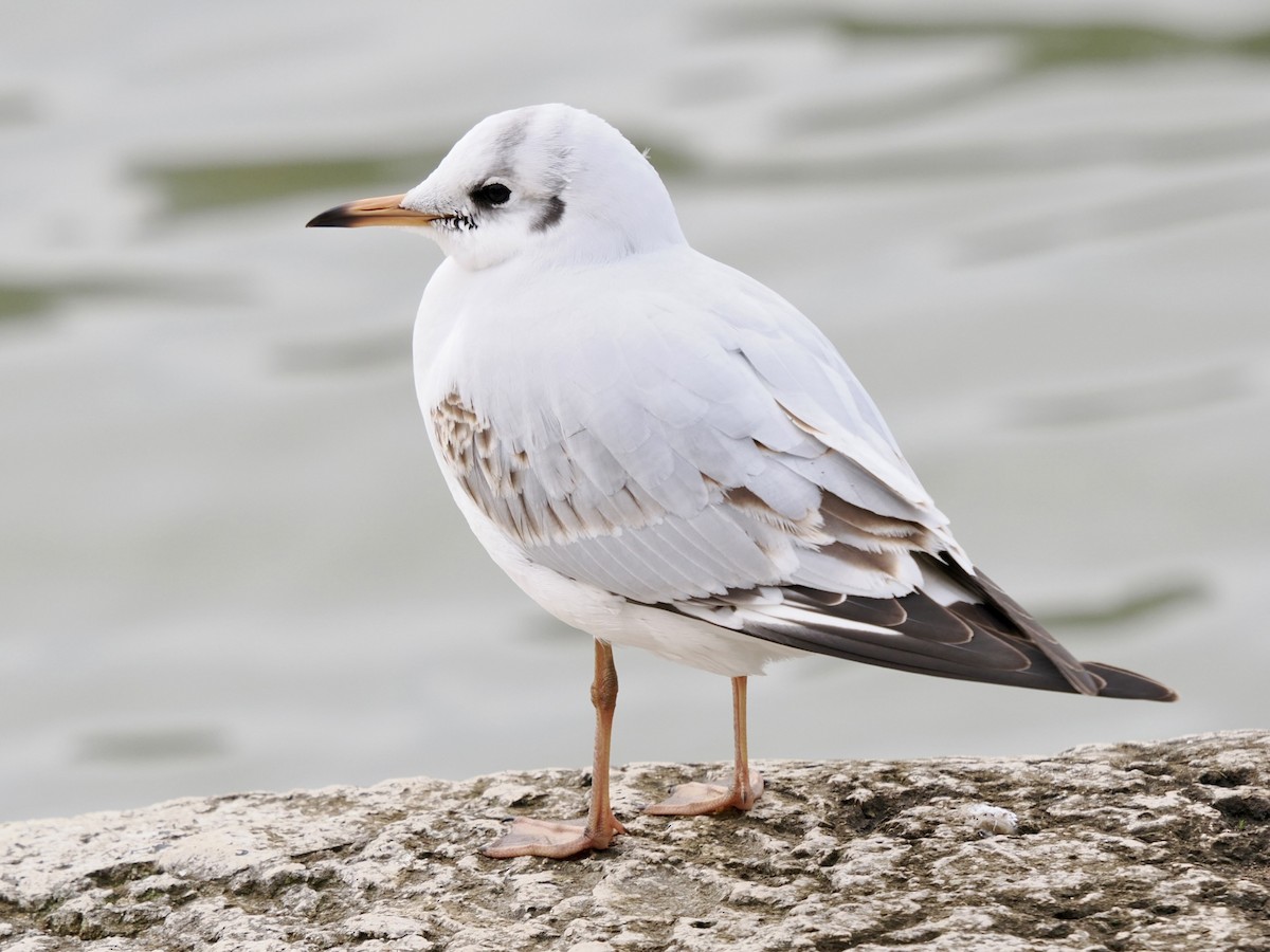 Хүрэн толгойт цахлай - ML646395882