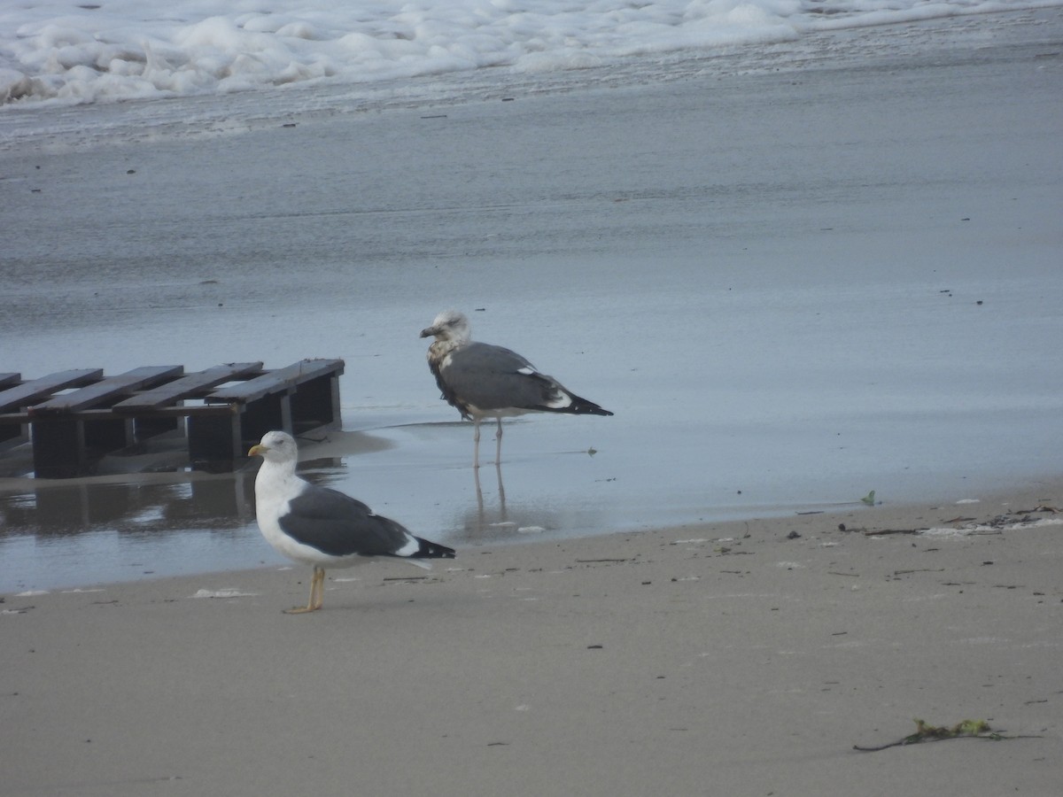 Lesser Black-backed Gull - ML646395885