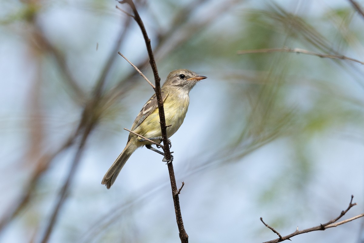 Slender-billed Tyrannulet - ML646395886
