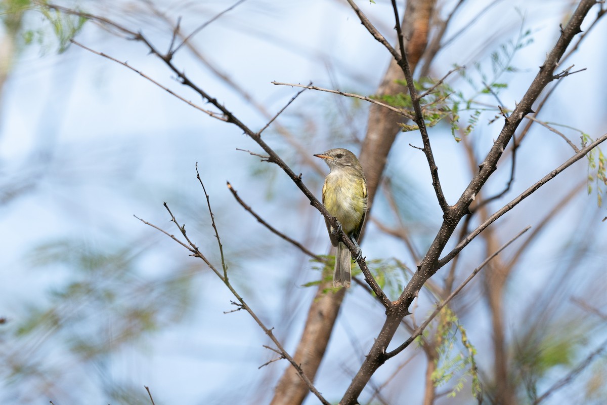 Slender-billed Tyrannulet - ML646395887
