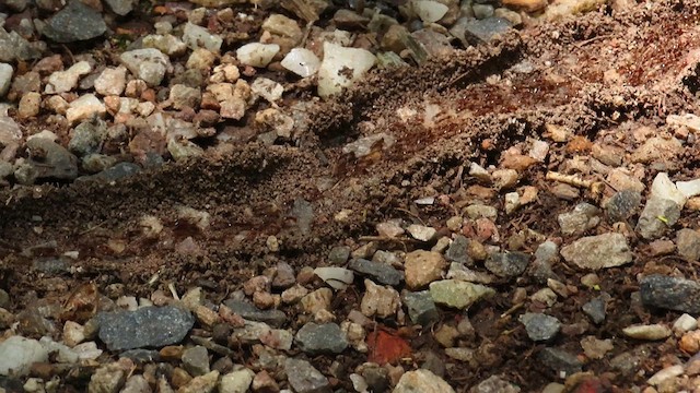 動物界 - ML646395888