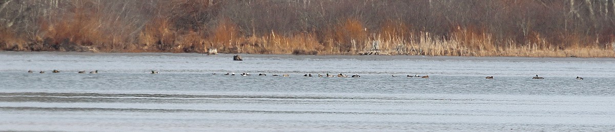 Hooded Merganser - ML646395889