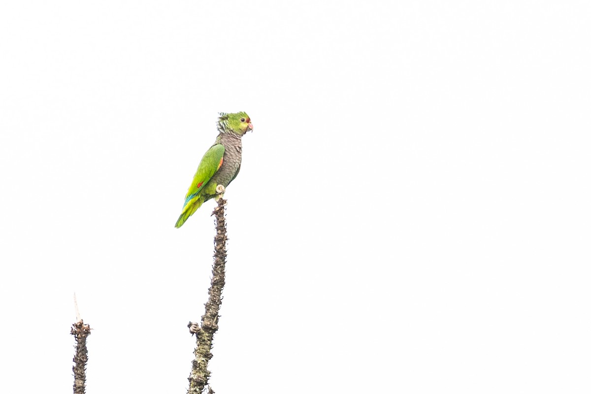 Vinaceous-breasted Amazon - ML646395891