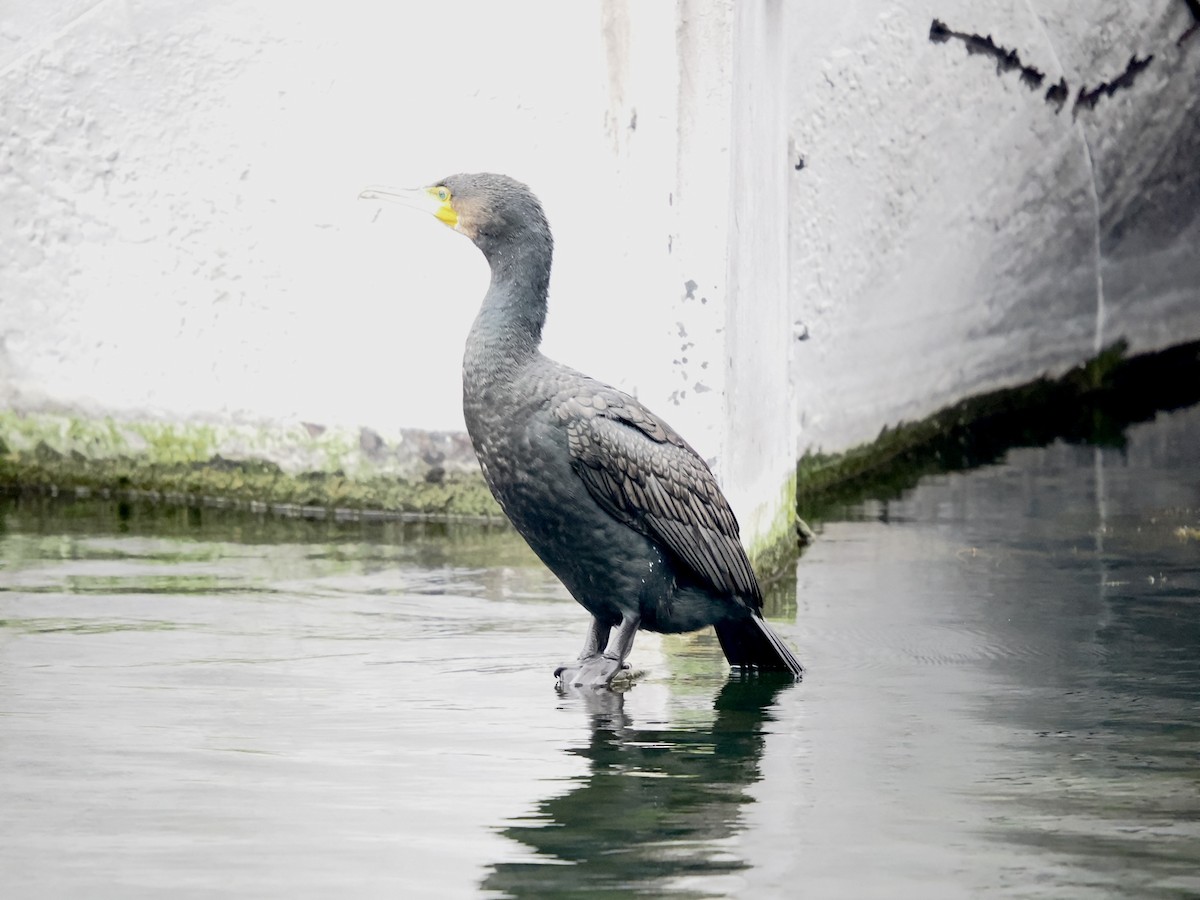 Большой баклан - ML646395893