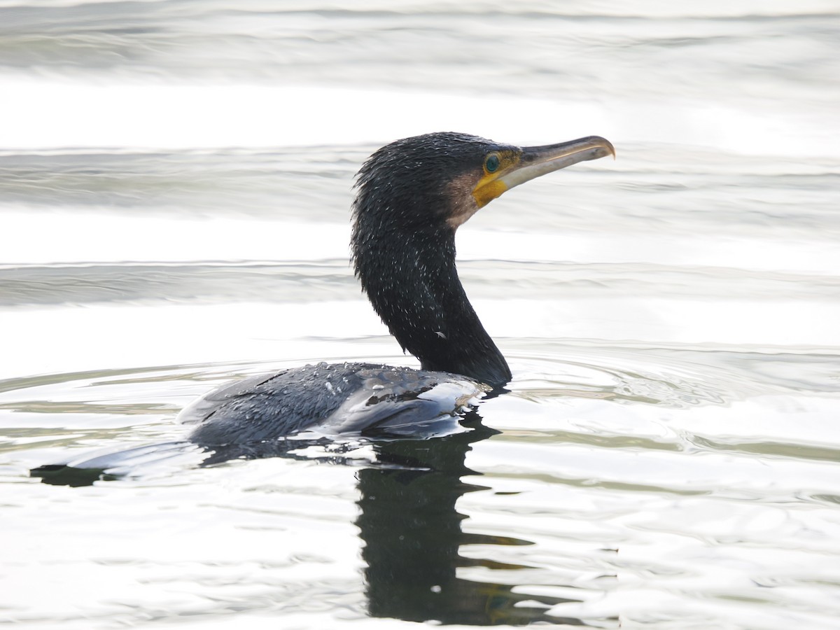 Большой баклан - ML646395894