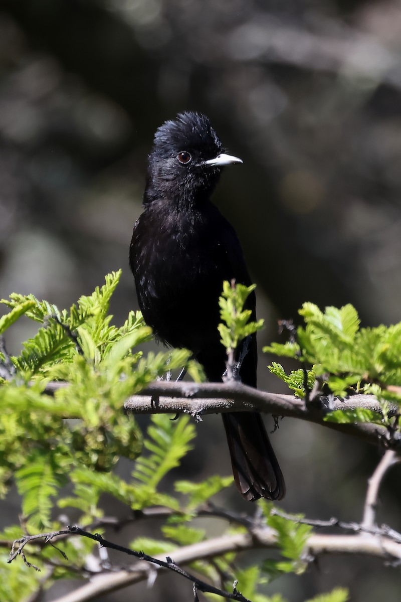 White-winged Black-Tyrant - ML646395895