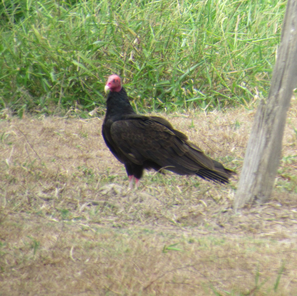 Turkey Vulture - ML646395896