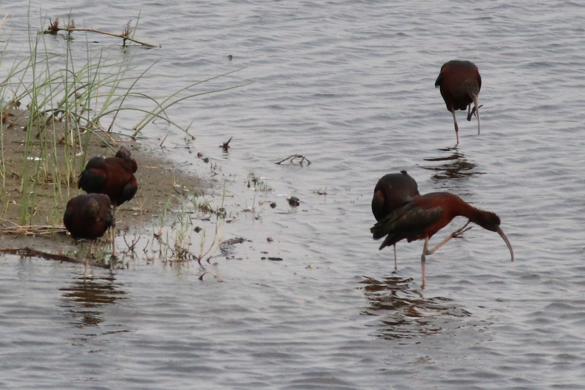 Glossy Ibis - ML646395901