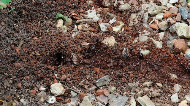 動物界 - ML646395902