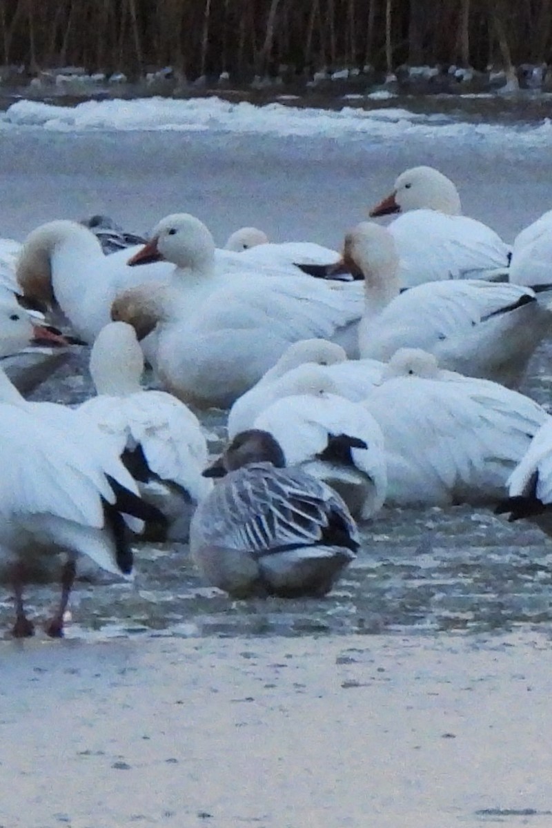 Snow Goose - ML646395903