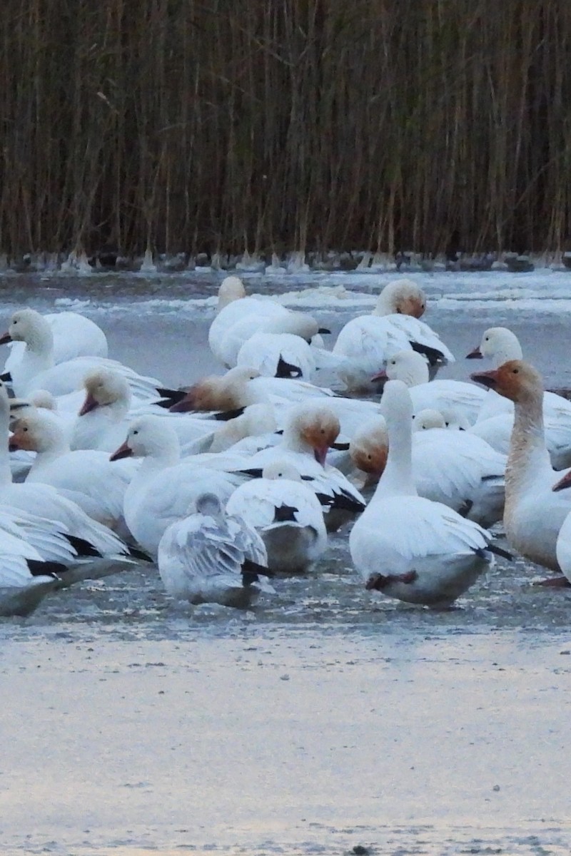 Snow Goose - ML646395904