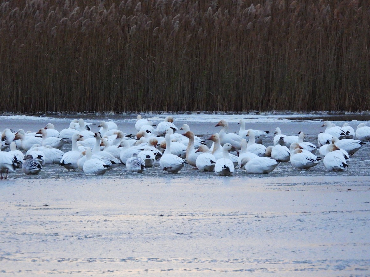 Snow Goose - ML646395905