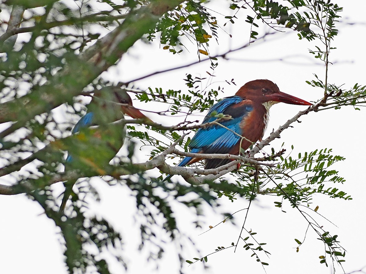 蒼翡翠 - ML646395906