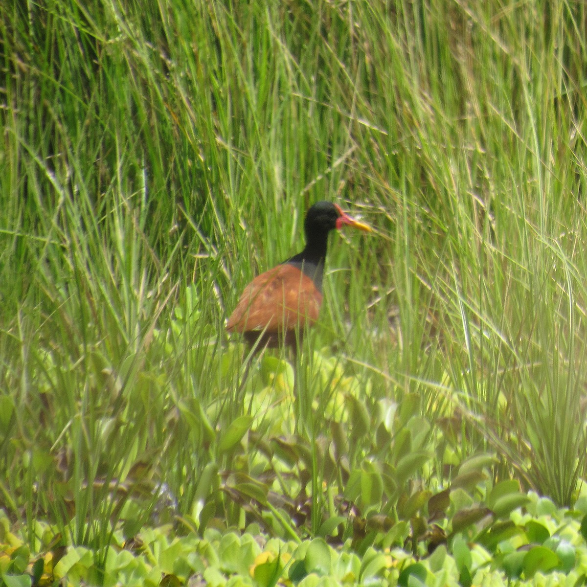 Wattled Jacana - ML646395907