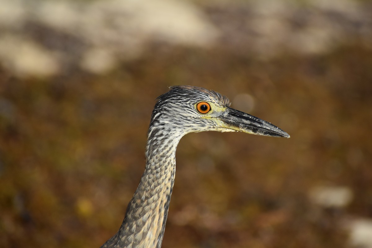 kvakoš žlutočelý - ML646395908