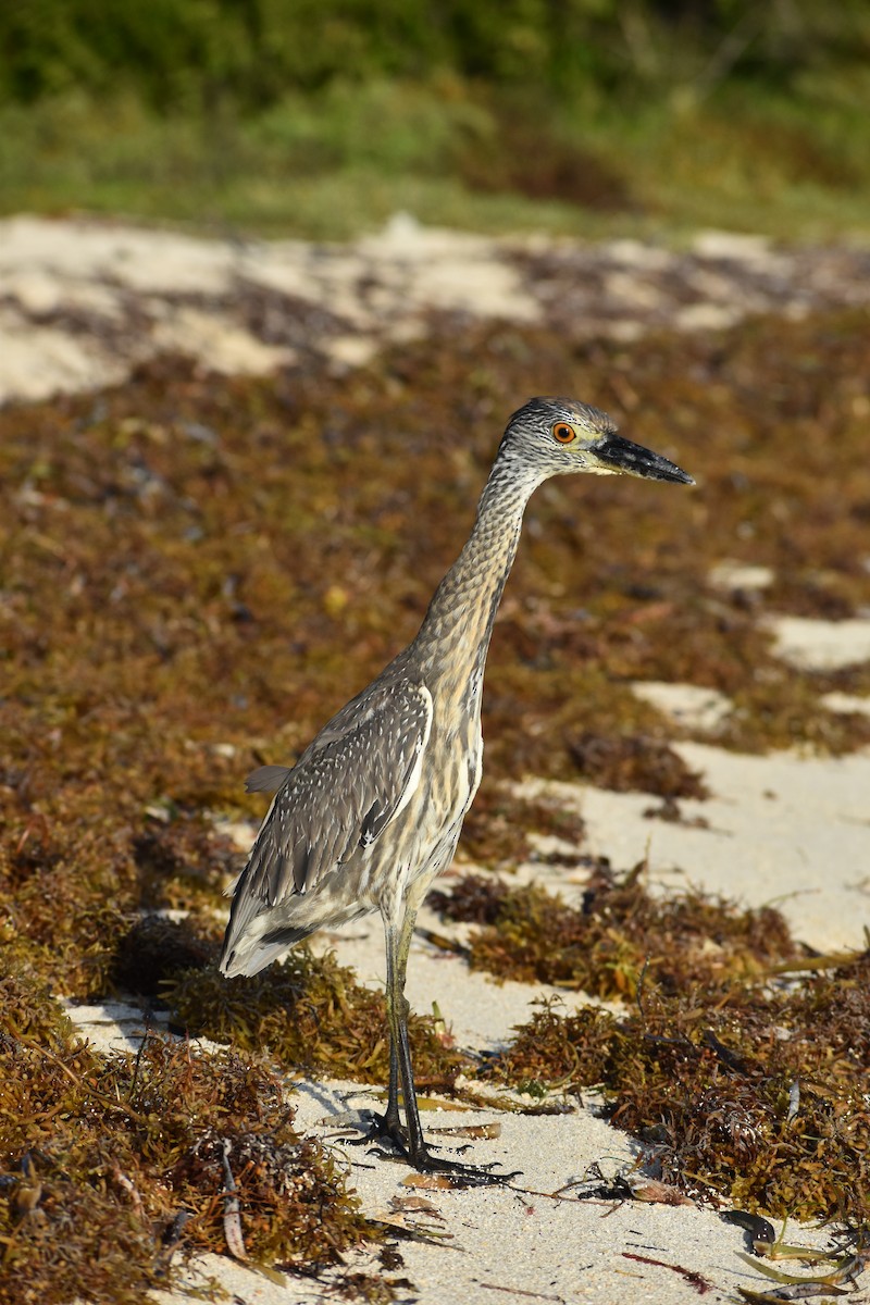 kvakoš žlutočelý - ML646395909