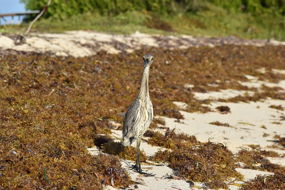 kvakoš žlutočelý - ML646395910