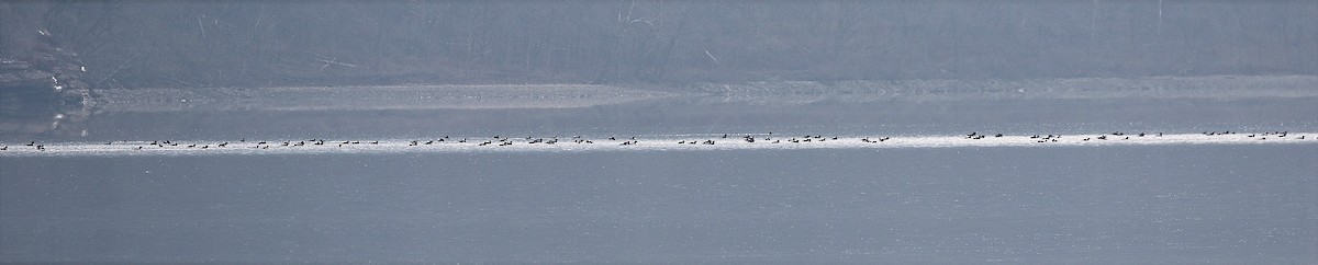 Common Merganser - ML646395911