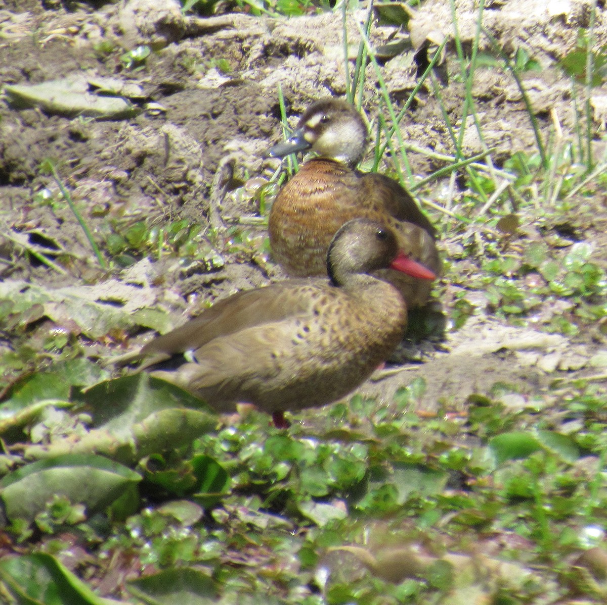 Alzavola brasiliana - ML646395913