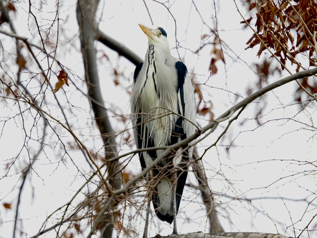 Koartza hauskara - ML646395914