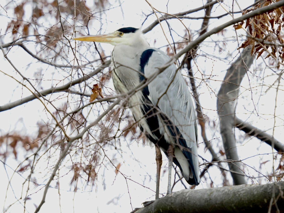 Koartza hauskara - ML646395915