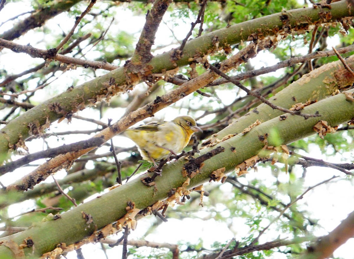 Speke's Weaver - ML646395917