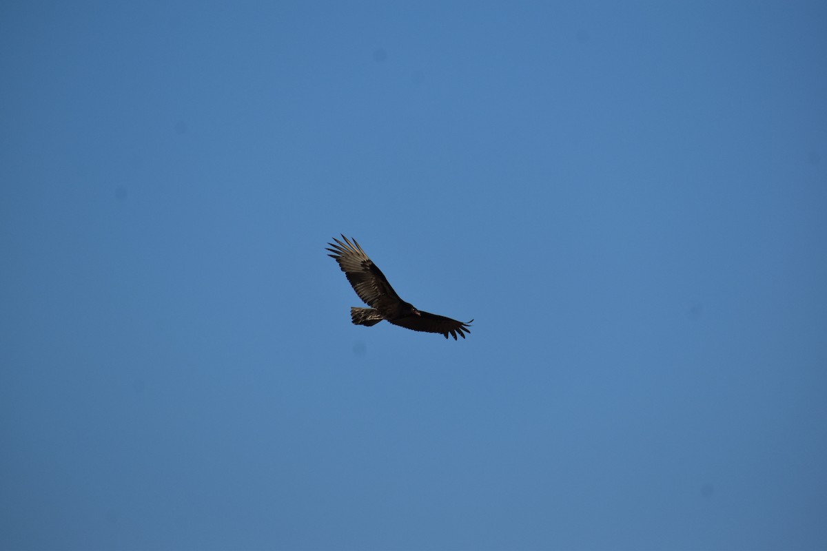 kondor krocanovitý - ML646395918