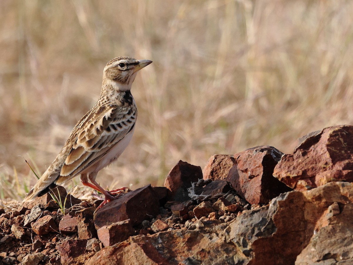 Küçük Boğmaklı Toygar - ML646395929