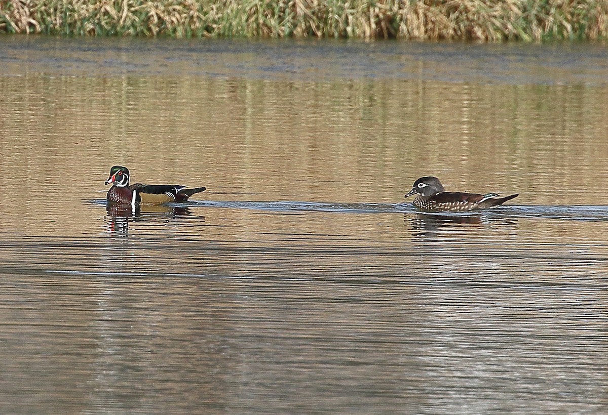 kachnička karolínská - ML646395930