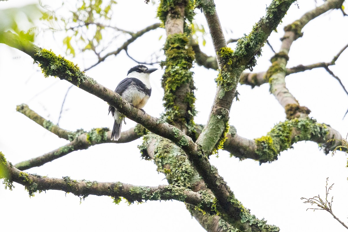 Buff-bellied Puffbird - ML646395931