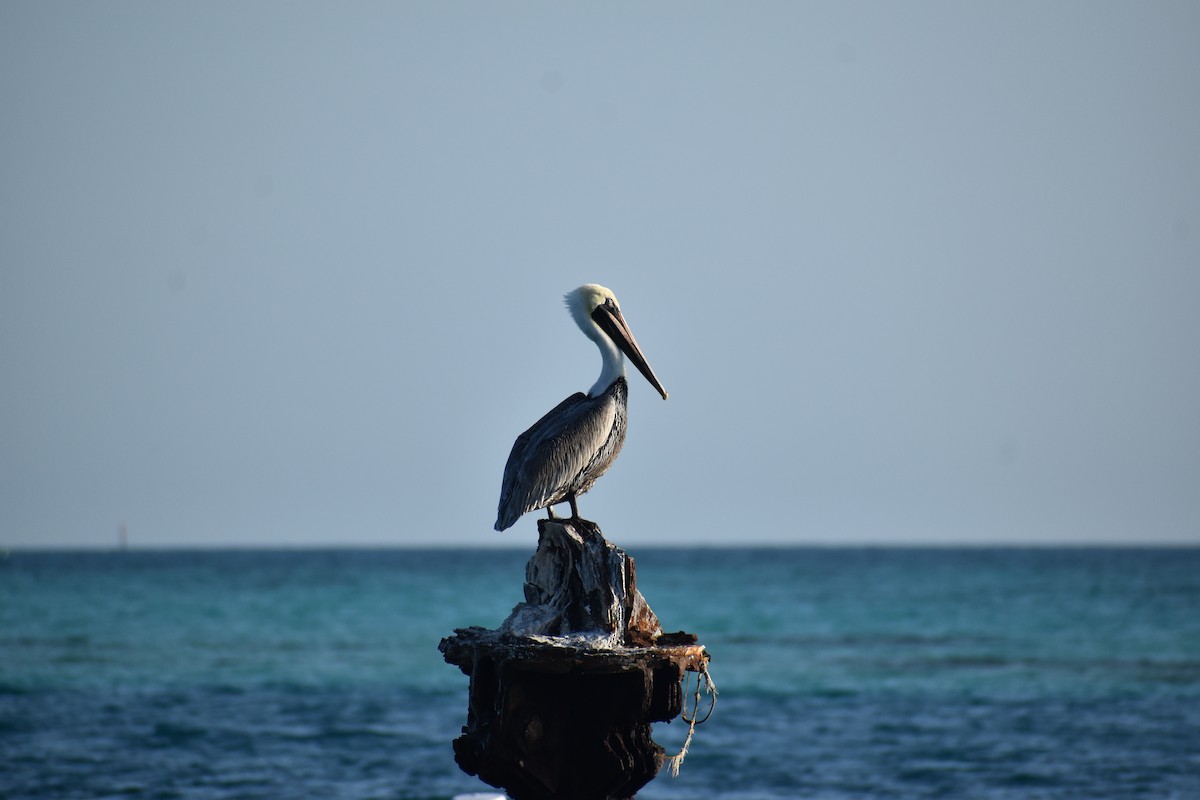 pelikán hnědý - ML646395933