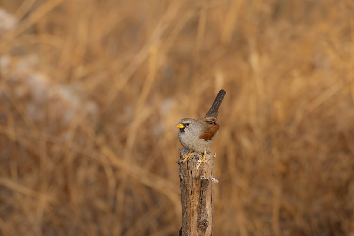 Great Inca-Finch - ML646395935