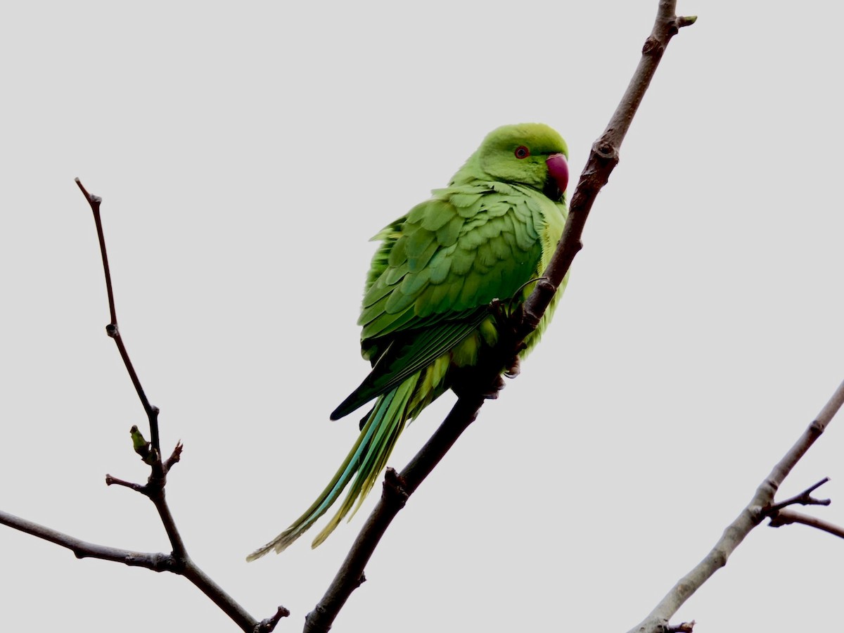 Rose-ringed Parakeet - ML646395936
