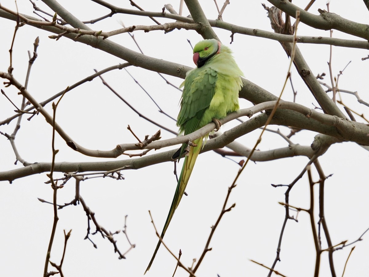 Rose-ringed Parakeet - ML646395937