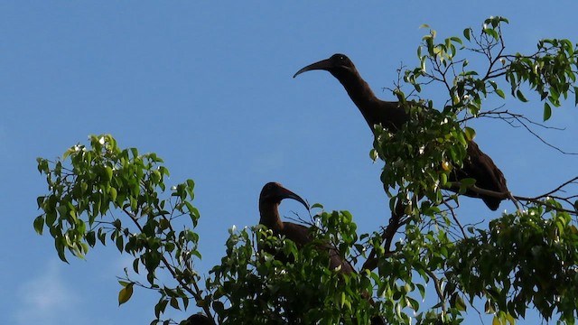 Hadada Ibis - ML646395938