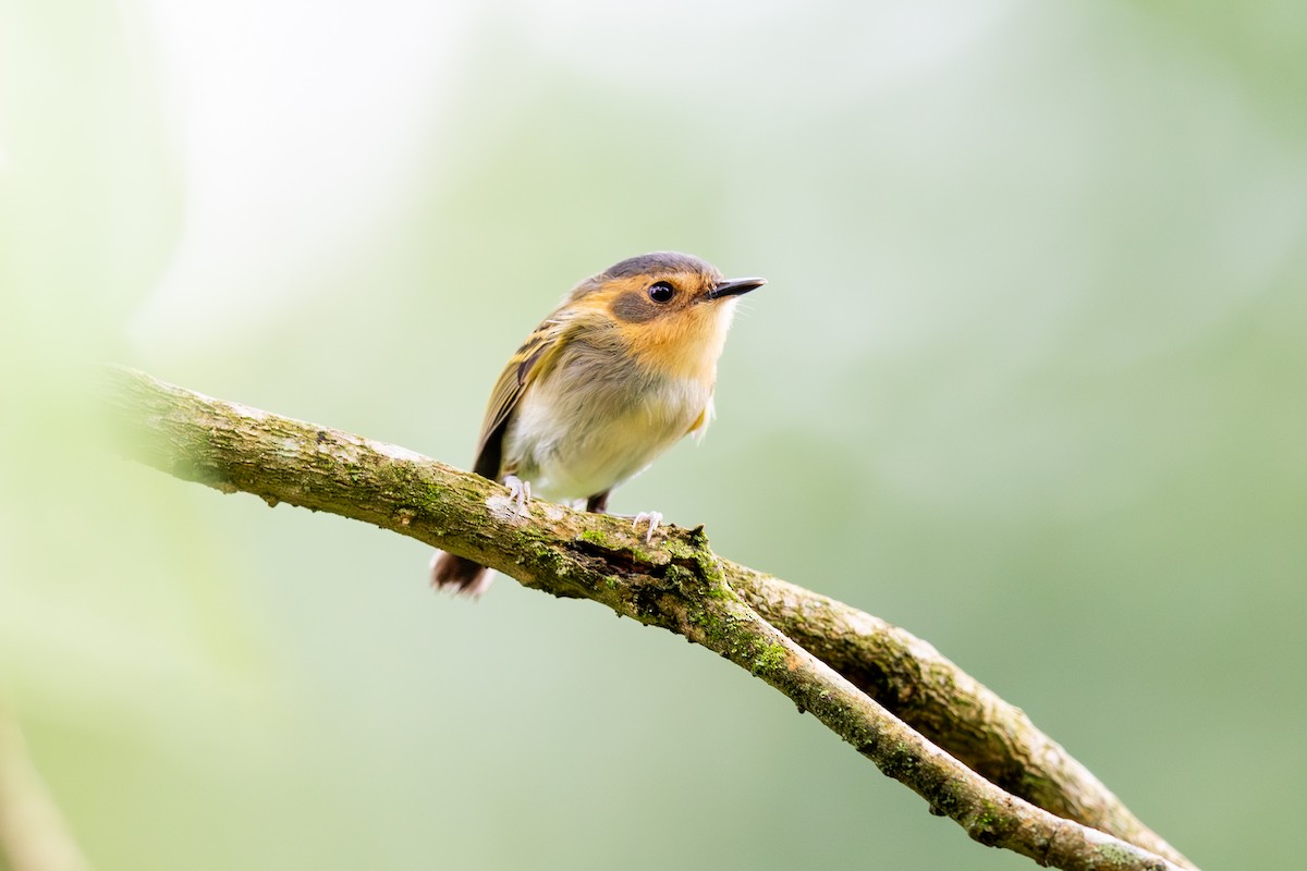 Ochre-faced Tody-Flycatcher - ML646395939