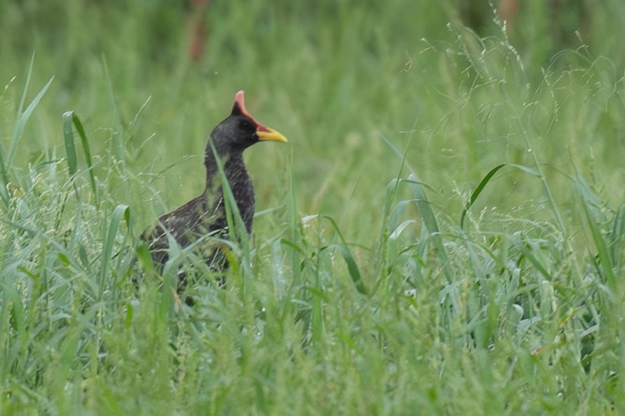 chřástal rohatý - ML646395940