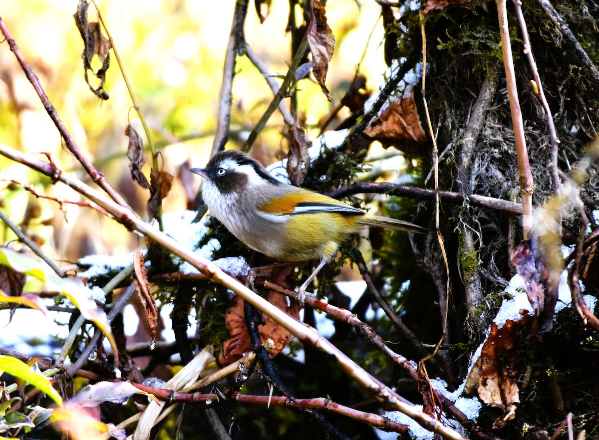 White-browed Fulvetta - ML646395941