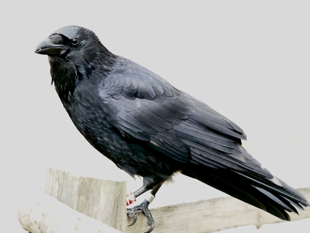 Хар хэрээ - ML646395942