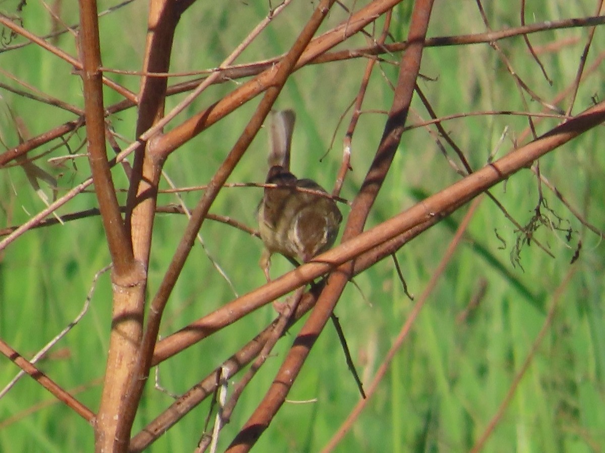 Prinia Sencilla - ML646395945