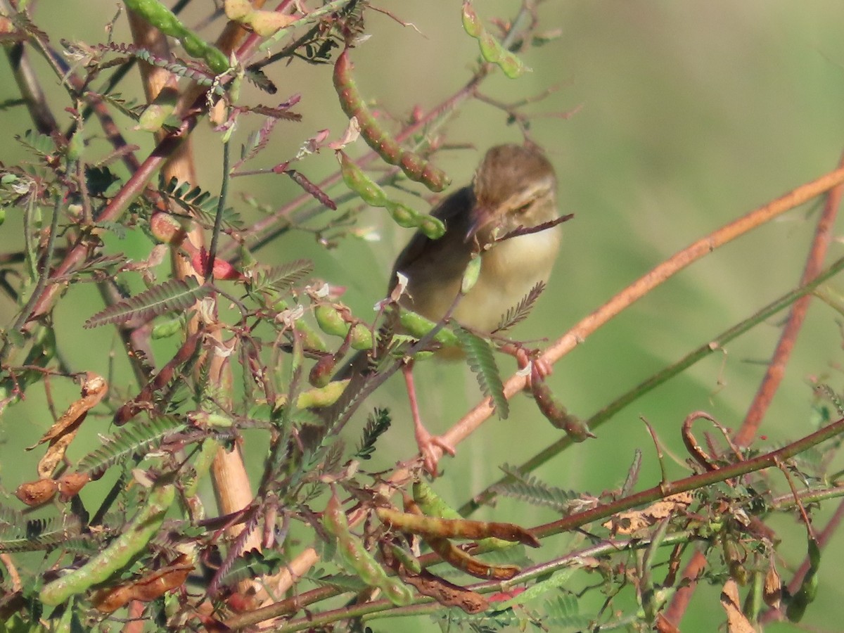 Prinia Sencilla - ML646395946