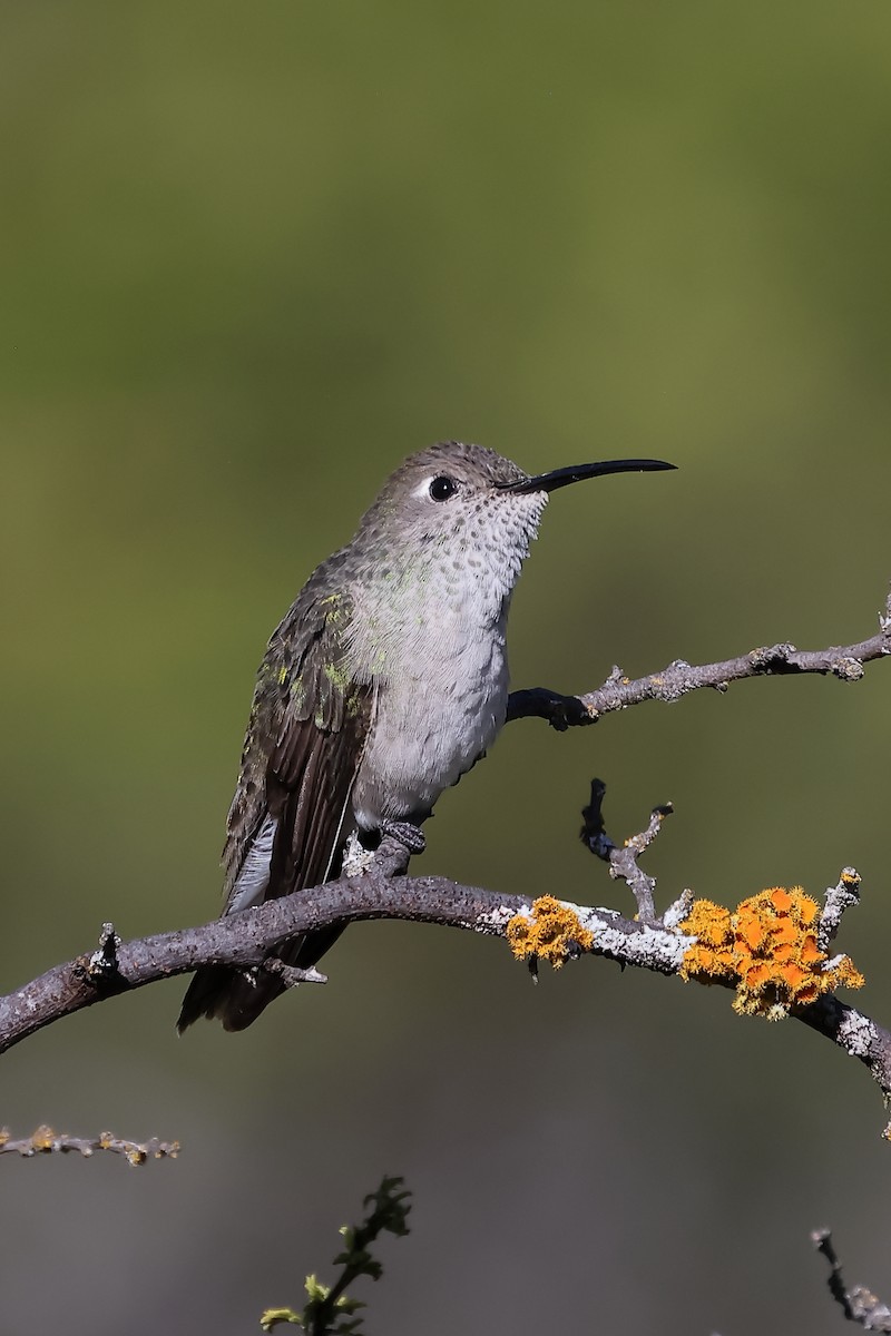 Spot-throated Hummingbird - ML646395948