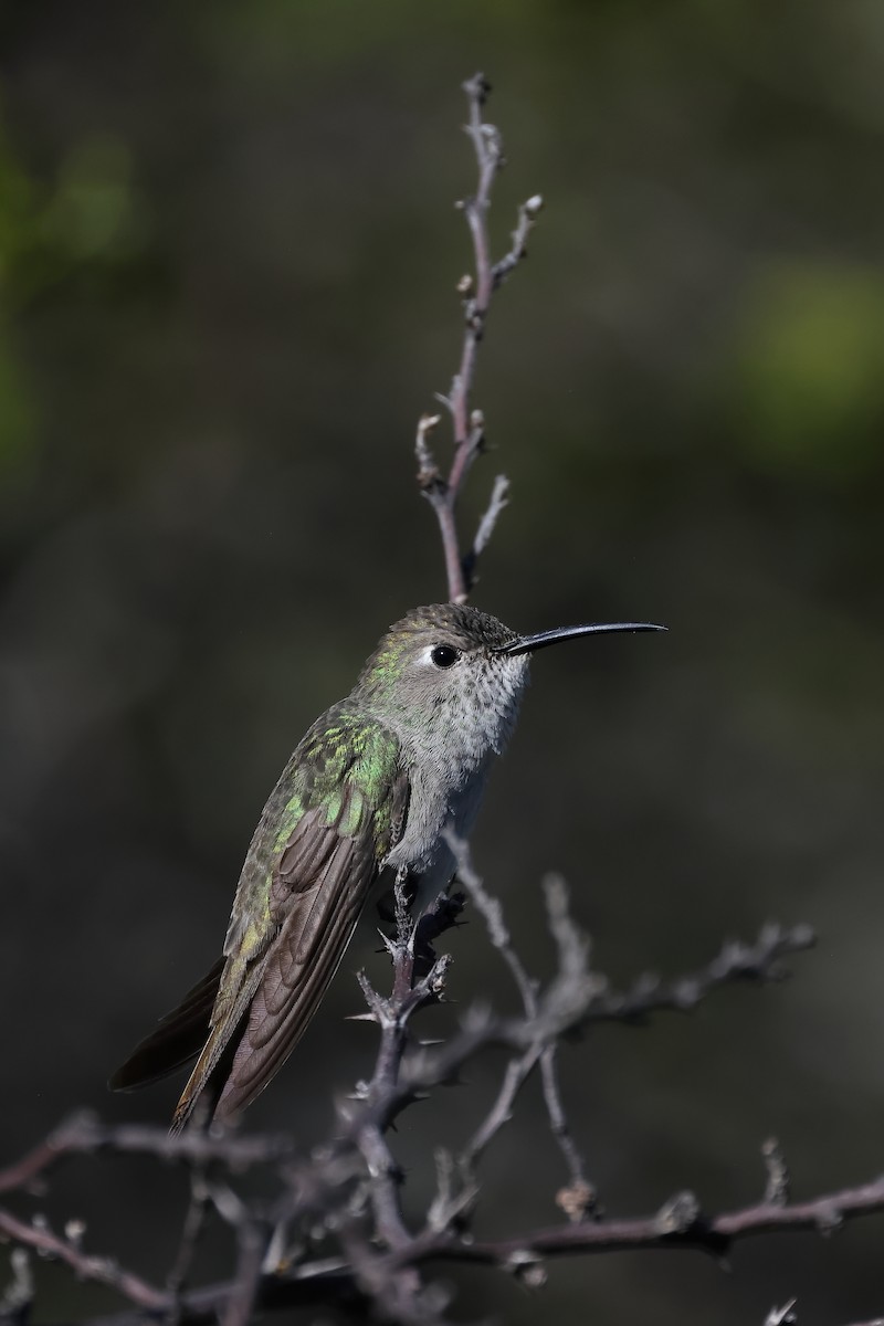 Spot-throated Hummingbird - ML646395949