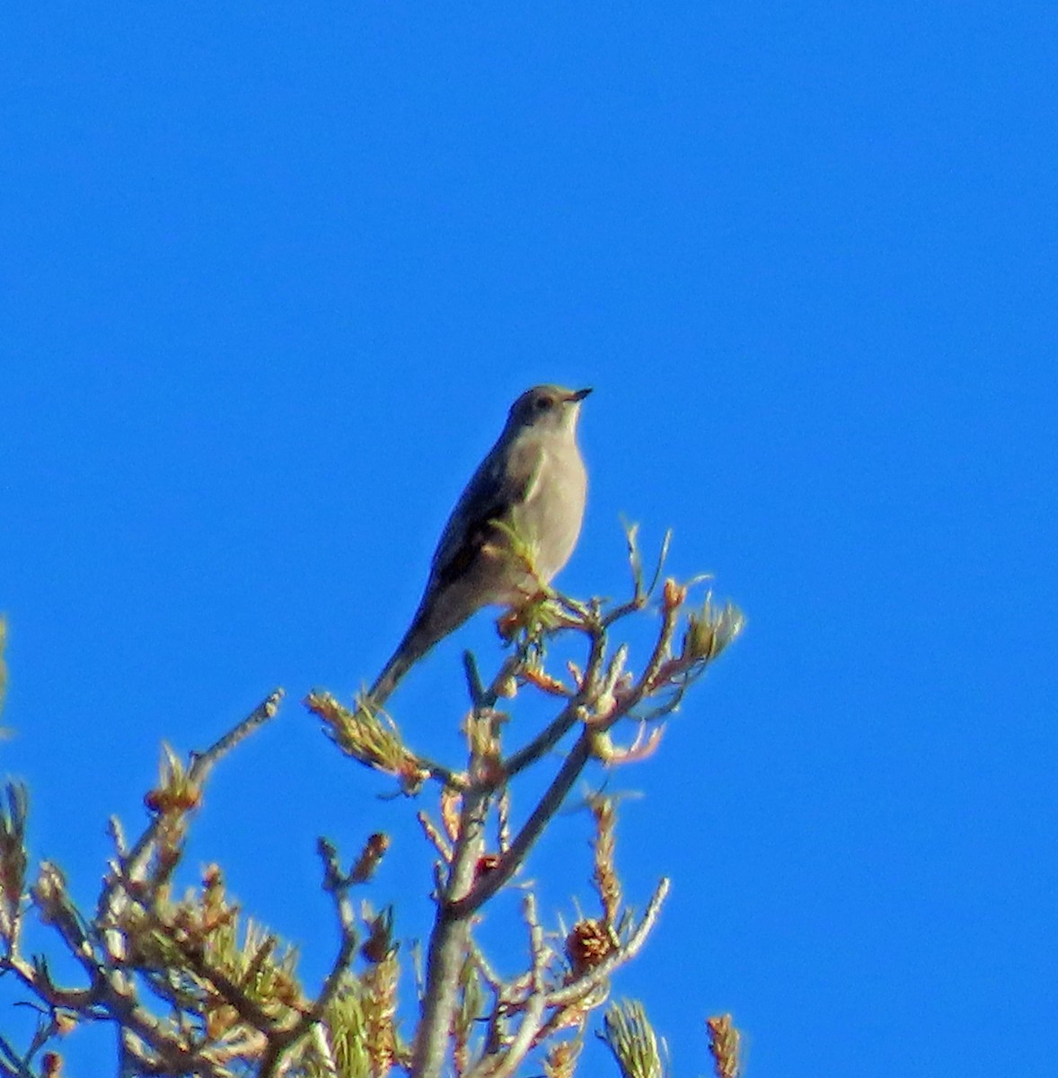 Townsend's Solitaire - ML646395950