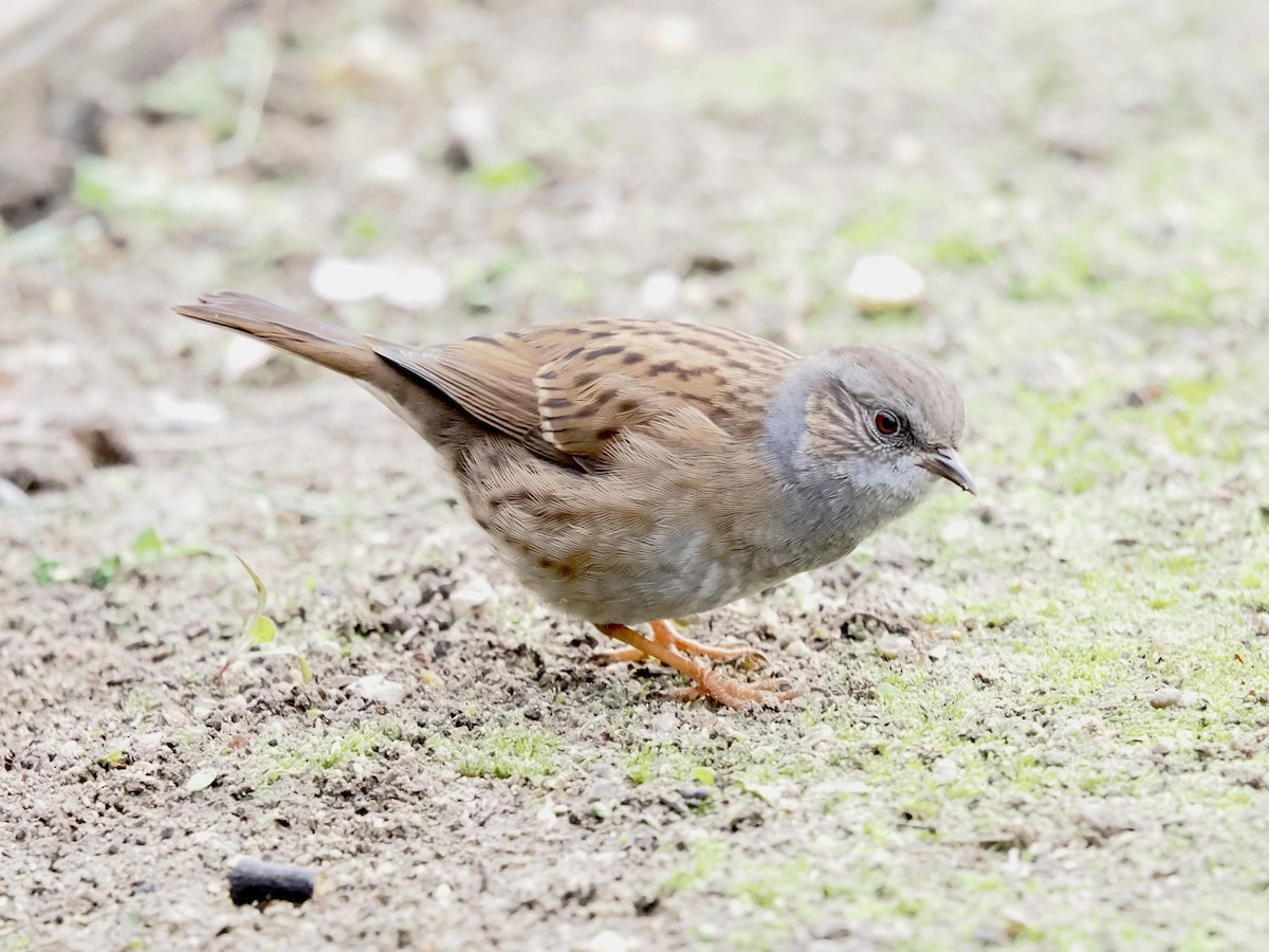 Dunnock - ML646395951