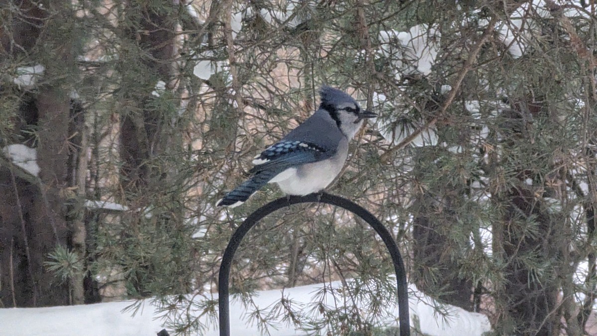Blue Jay - ML646395952
