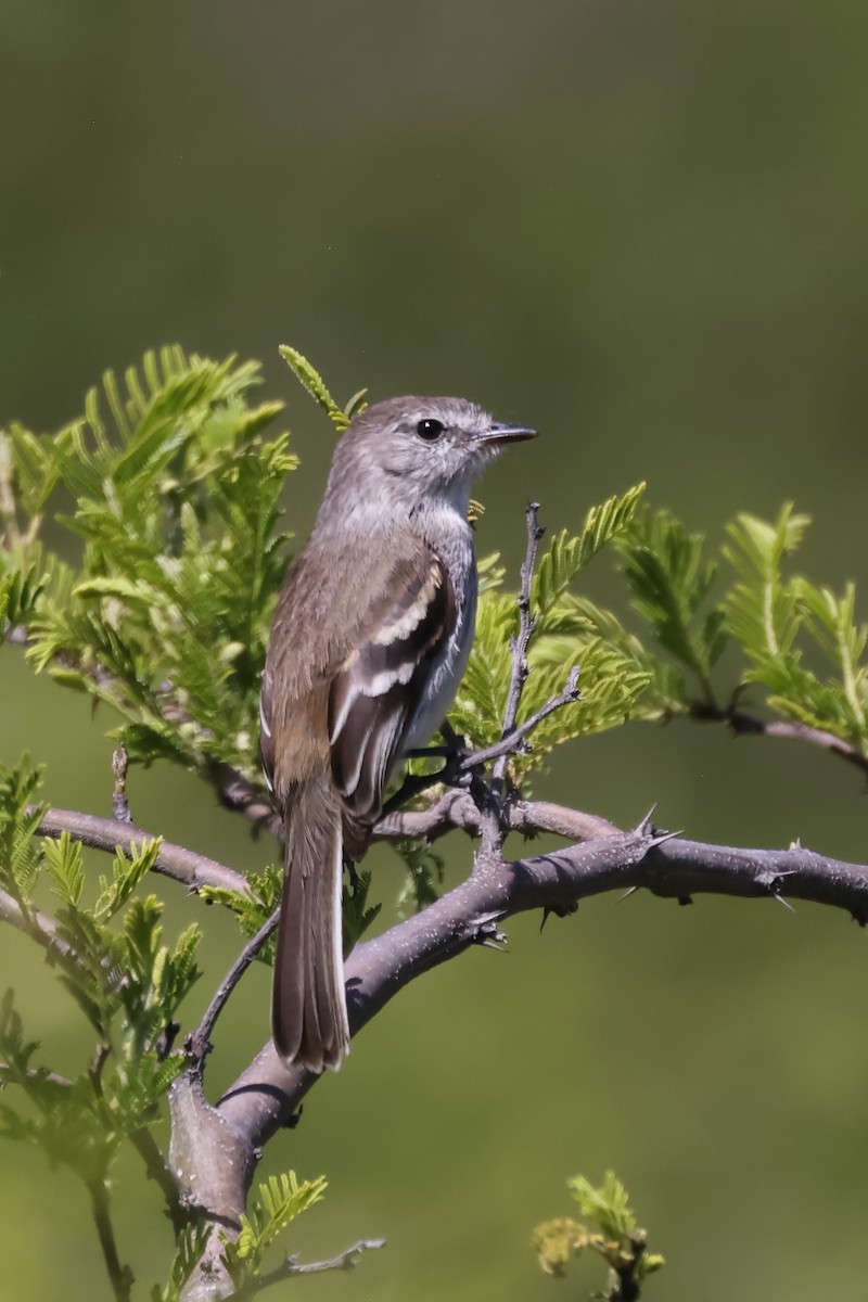 Marañon Tyrannulet - ML646395953