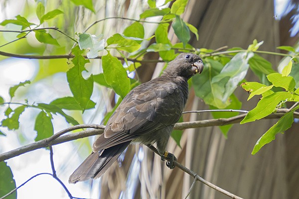 Seychelles Parrot - ML646395954