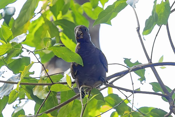 Seychelles Parrot - ML646395955